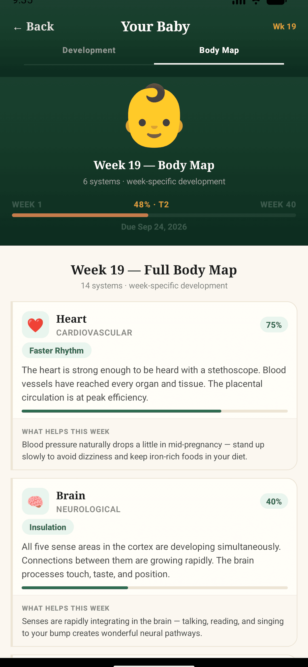 Body map showing heart, brain and full organ development at week 19